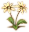 Pflanzenkunde pic.png