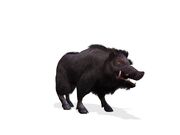 WildBoar-art