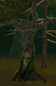 Hexenbaum