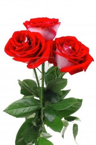 Archivo:Flor2.jpg