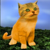 Kitten