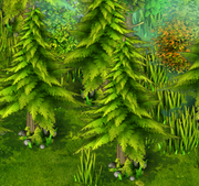 Spruces