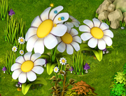 Chamomiles