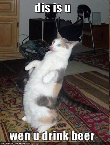 File:Drunk cat.jpg