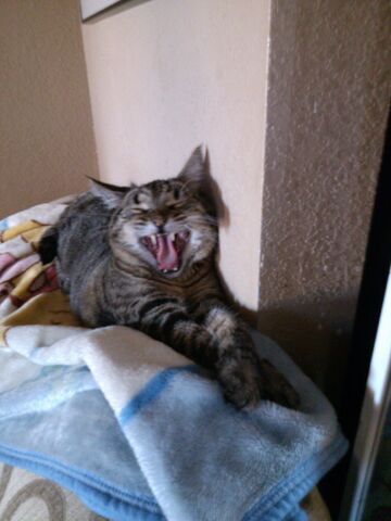 File:Myfunnycat!.jpg