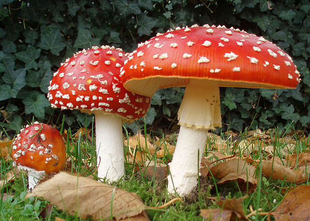 Datei:800px-2006-10-25 Amanita muscaria crop.jpg
