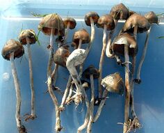 741px-Psilocybe.baeocystis.cardboard.jpg
