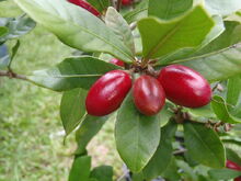 800px-MiracleBerry