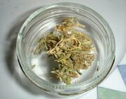762px-Dried cannabis bud in glass cup.jpg