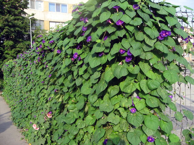 Datei:Ipomoea purpurea.jpg