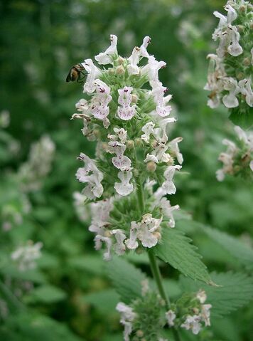 Datei:Nepeta-catarica1.jpg