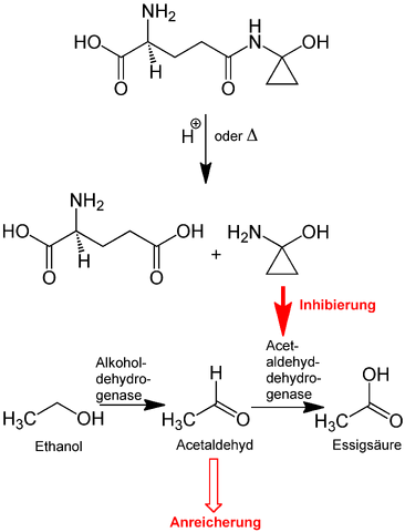 Datei:(S)-Coprine Metabolism.png