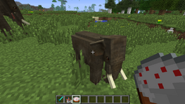 Taming calf