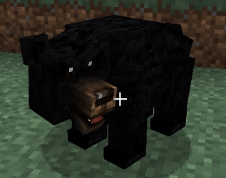 File:Black Bear.jpg