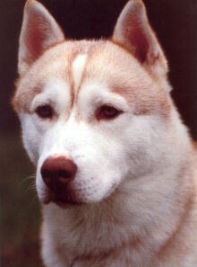 Diefenbaker Portrait