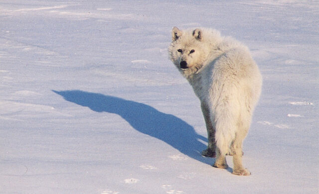 File:Arctic Wolf.jpg