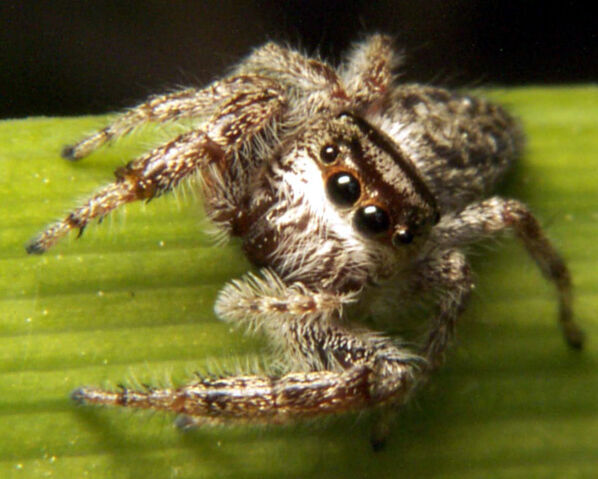 File:Jumpingspider2.jpg