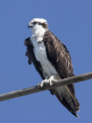 File:Osprey.jpg