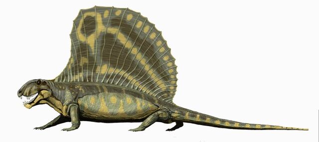 File:Finback.jpg