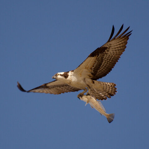 File:Osprey catch.jpg