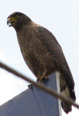 File:Crested Serpent Eagle.jpg