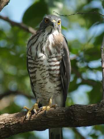 File:Crested Goshawk.jpg