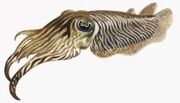 Cuttlefish