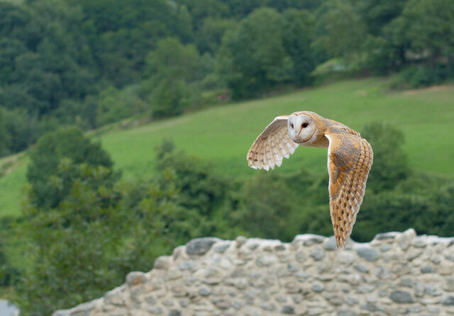 File:Barn Owl.jpg