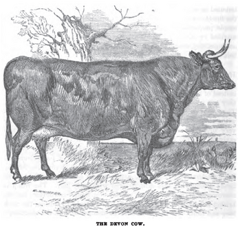 Cattle