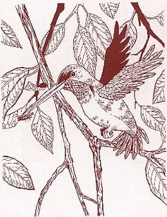 Lyrabird