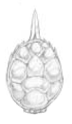 Gnome tortoise blade