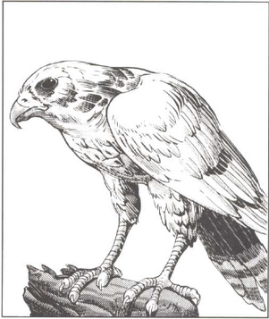 Firefalcon