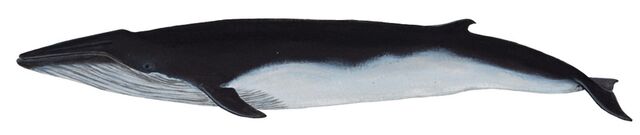 File:1 bryde's whale.jpg