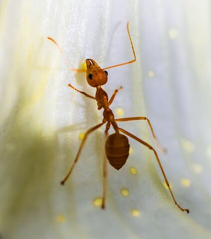 File:Red-ant-319064 640.jpg