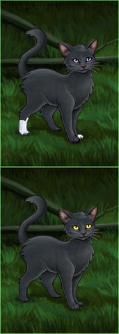 File:Jaggedstar - Graystone.png