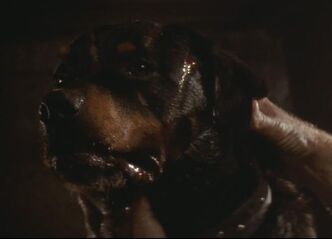 659px-Spike the dog