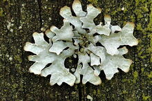 Parmelia sulcata - Lindsey