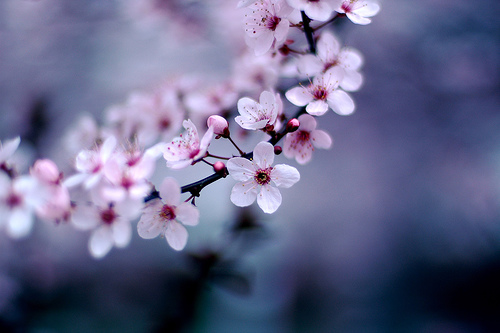 File:Cherry Blossoms.jpg