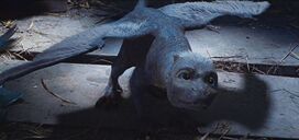 Saphira-1.jpg