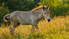 Przewalski-horse-sunset-grassland-820x469