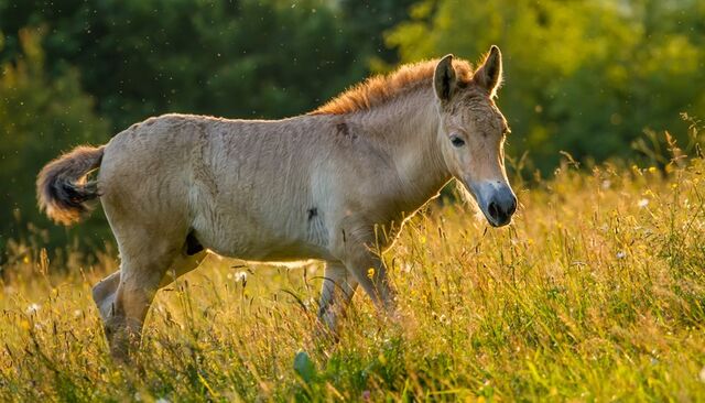File:Przewalski-horse-sunset-grassland-820x469.jpg