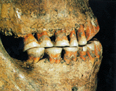 Teeth