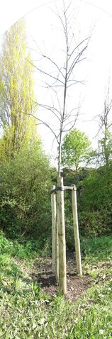 File:Trees1-4.jpg