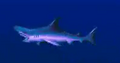Thumbnail for version as of 01:42, November 11, 2011
