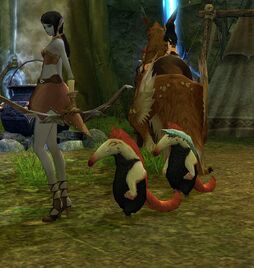 White anteater pet