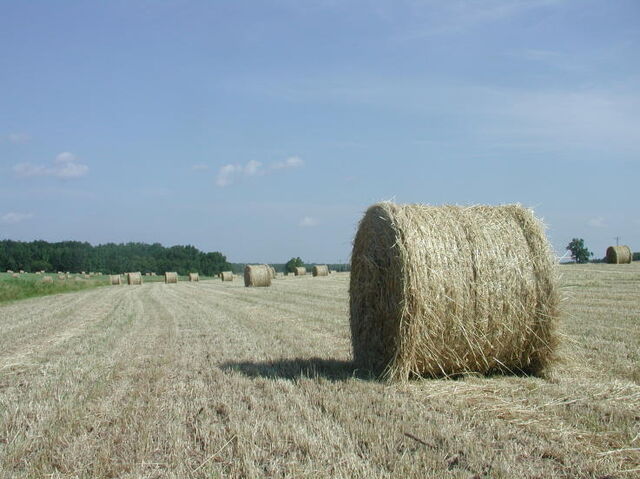 File:Hay.jpg