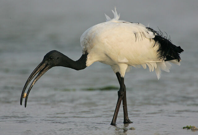 File:African Sacred Ibis.jpg