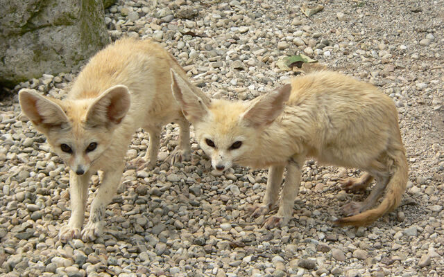 File:Fennec.jpg