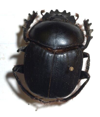 File:Scarabaeus sacer.jpg