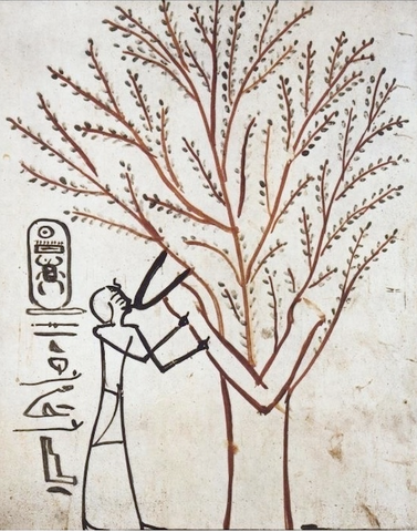 File:Sycamore.png